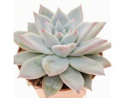 Эчеверия color, Гор9, Выс10, уц1 в интернет гипермаркете «Планета Лета». Фото