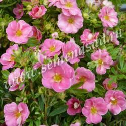 Лапчатка кустарниковая Пинк Паради П в интернет гипермаркете «Планета Лета». Фото
