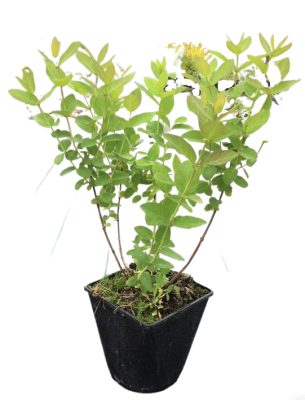 Жимолость съедобная Гордость Бакчара Гор19 М в интернет гипермаркете «Планета Лета». Фото