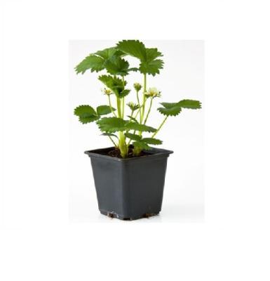 Рассада Земляника крупноплодная Ламбада р9 в интернет гипермаркете «Планета Лета». Фото