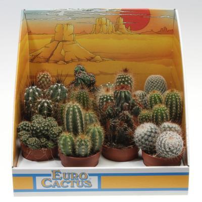 Кактус Mix в коробке, Гор5, Выс10 в интернет гипермаркете «Планета Лета». Фото