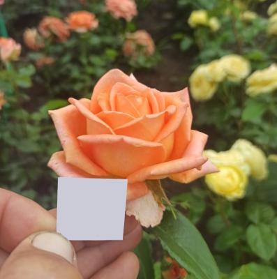 Роза чайно-гибридная Эльдорадо ОКС в интернет гипермаркете «Планета Лета». Фото