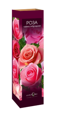 Роза чайно-гибридная Шокинг Версилия (туба) в интернет гипермаркете «Планета Лета». Фото