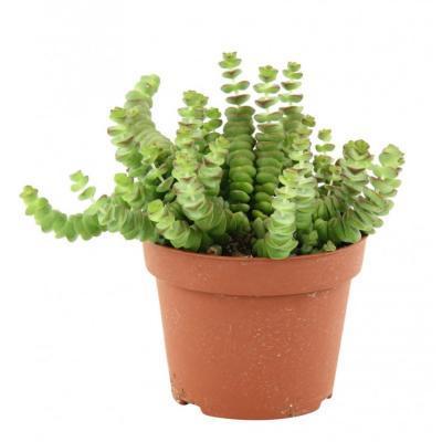 Крассула Marnieriana, Гор15, Выс30 в интернет гипермаркете «Планета Лета». Фото