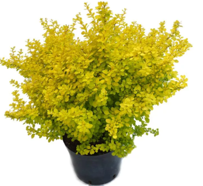 Барбарис т.Мария Гор17 П в интернет гипермаркете «Планета Лета». Фото