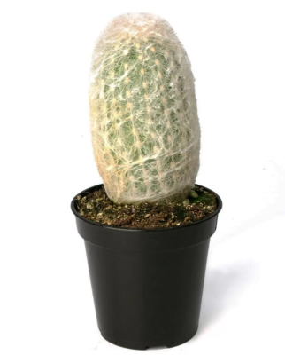 Кактус Espostoa melanostele, Гор10, Выс15 в интернет гипермаркете «Планета Лета». Фото