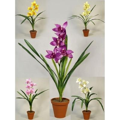 Цимбидиум Midi 1 pp, Гор14, Выс80 в интернет гипермаркете «Планета Лета». Фото