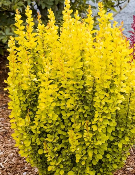 Барбарис т.Мария Гор17 П в интернет гипермаркете «Планета Лета». Фото