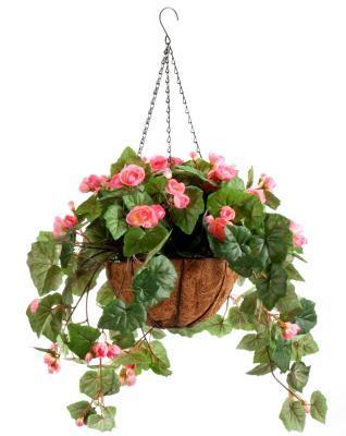 Бегония душистая подвес, Гор23 М в интернет гипермаркете «Планета Лета». Фото