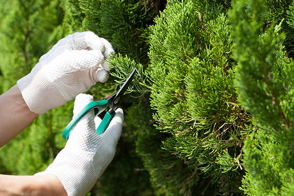 Как ухаживать за хвойными: чек-лист от «Планеты Лета» Как ухаживать за хвойными: чек-лист от «Планеты Лета»