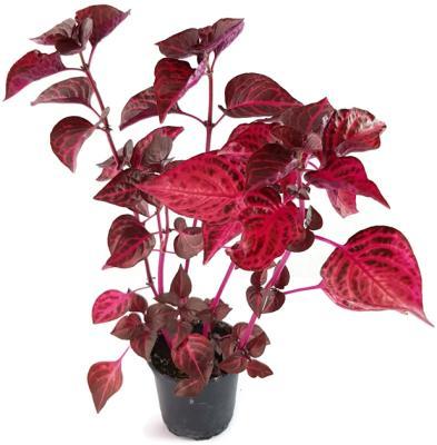 Ирезине Rich Goldstar, Гор13, Выс27 в интернет гипермаркете «Планета Лета». Фото