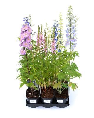 Дельфиниум микс, Гор12, Выс20 в интернет гипермаркете «Планета Лета». Фото