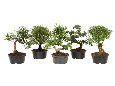 Бонсаи Mix, Гор21, Выс30 в интернет гипермаркете «Планета Лета». Фото