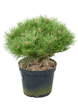 Сосна чёрная Pierrick Bregeon, Гор27, Выс40 в интернет гипермаркете «Планета Лета». Фото