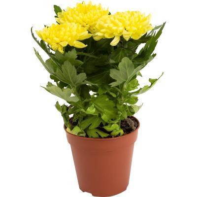 Хризантема Deco Mix, Гор13, Выс35 в интернет гипермаркете «Планета Лета». Фото