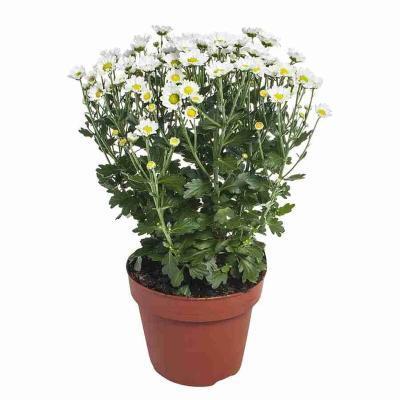 Хризантема paradiso , Гор14, Выс35 в интернет гипермаркете «Планета Лета». Фото