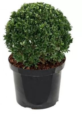 Падуб М. Мадам Бриот, Гор17 М в интернет гипермаркете «Планета Лета». Фото