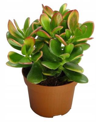 Крассула Minor, Гор12, Выс20 в интернет гипермаркете «Планета Лета». Фото