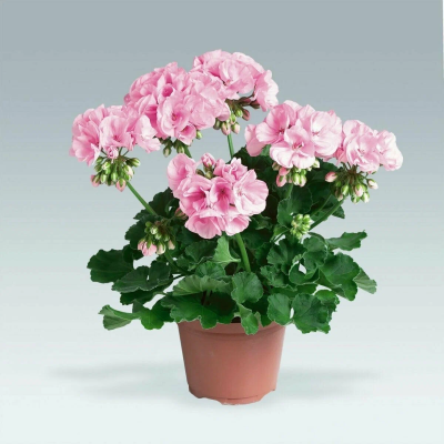 Герань садовая, Гор12, Выс20 в интернет гипермаркете «Планета Лета». Фото