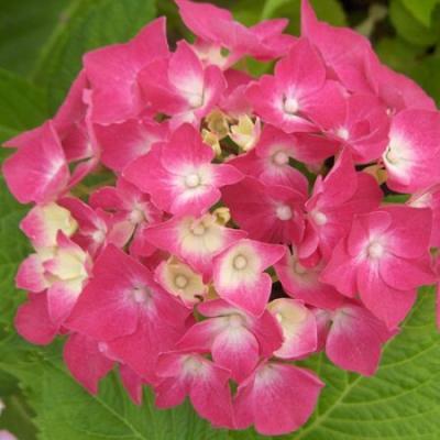 Гортензия крупнолистная Леммонхофф 7Ц в интернет гипермаркете «Планета Лета». Фото