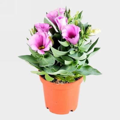 Эустома, Гор12 М в интернет гипермаркете «Планета Лета». Фото