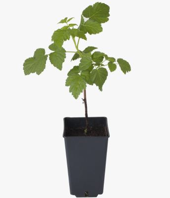 Малина ремонтантная Жар Птица, С2 П в интернет гипермаркете «Планета Лета». Фото