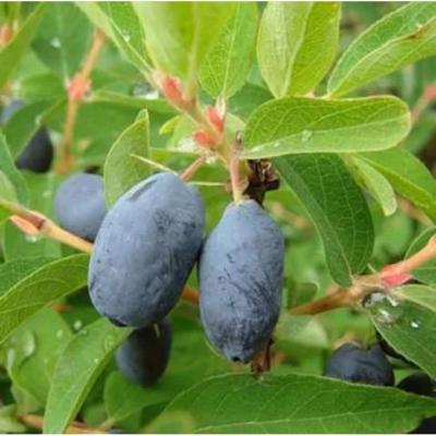 Жимолость камчатская Нимфа (туба) в интернет гипермаркете «Планета Лета». Фото