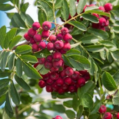 Рябина Рубиновая (туба) в интернет гипермаркете «Планета Лета». Фото