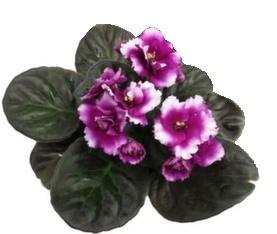 Фиалка Fring SPECIAL fringed, Гор12, Выс20 в интернет гипермаркете «Планета Лета». Фото