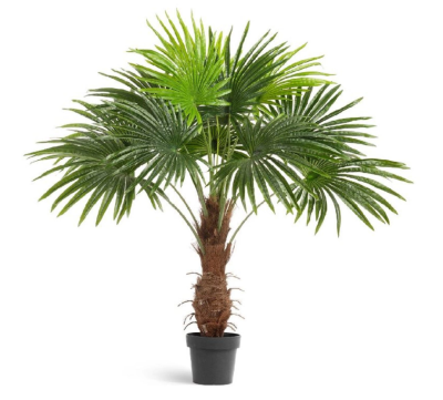 Пальма Вашингтония в-120 см (Sensitive Botanic) в интернет гипермаркете «Планета Лета». Фото
