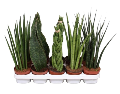 Сансевиерия Mix, Гор13, Выс20 в интернет гипермаркете «Планета Лета». Фото