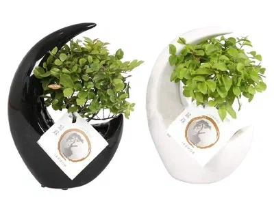 Бонсаи Mix, Гор15, Выс20 в интернет гипермаркете «Планета Лета». Фото