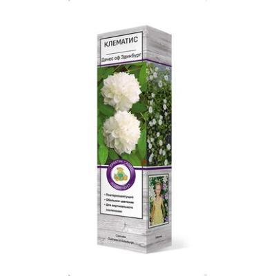 Клематис крупноцветковый Дачес оф Эдинбург П в интернет гипермаркете «Планета Лета». Фото