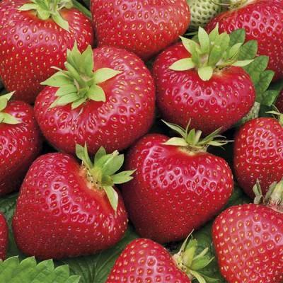 Рассада Земляника садовая Элианни (3шт) в интернет гипермаркете «Планета Лета». Фото