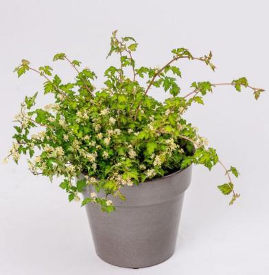 Стефанандра в коробке Кут в интернет гипермаркете «Планета Лета». Фото