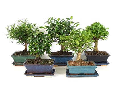 Бонсаи Mix, Гор28, Выс40 в интернет гипермаркете «Планета Лета». Фото