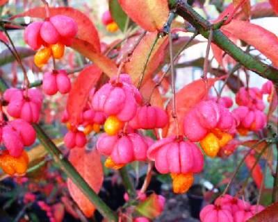 Бересклет европ.Red Cascade, Гор17, Выс60 в интернет гипермаркете «Планета Лета». Фото