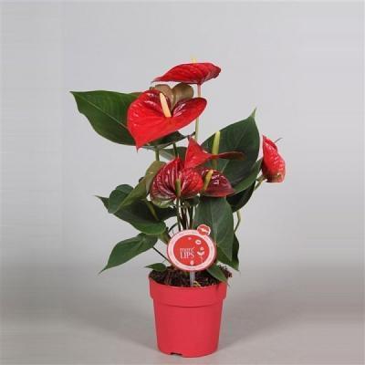 Антуриум Lilli, Гор12, Выс40 в интернет гипермаркете «Планета Лета». Фото