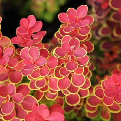 Барбарис Т.Orange Sunrise штамб, Гор23, Выс60 в интернет гипермаркете «Планета Лета». Фото