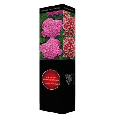 Гортензия крупнолистовая Рембрандт Элегант Роза/ЦКорЛюкс в интернет гипермаркете «Планета Лета». Фото