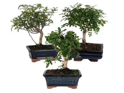 Бонсаи Mix + декор,Гор29, Выс30 в интернет гипермаркете «Планета Лета». Фото