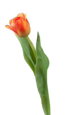 Тюльпан Даймонд оранжевый в-44см, цветок в-5, д-5 см 12/144 30.0613150OR в интернет гипермаркете «Планета Лета». Фото