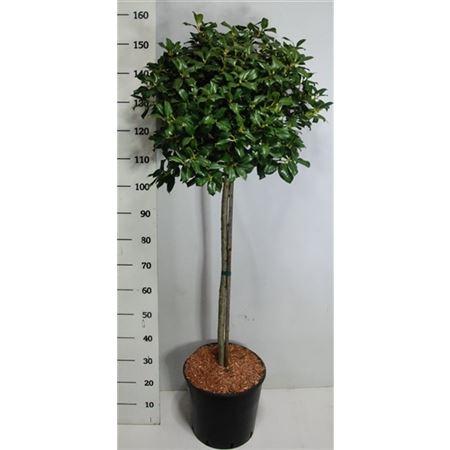 Падуб мучегара NELLIE R.STEVENS штамб, Гор30, Выс100 в интернет гипермаркете «Планета Лета». Фото