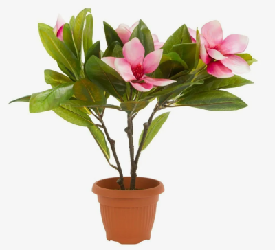 Магнолия Pink Piramid, Гор19, Выс35 в интернет гипермаркете «Планета Лета». Фото