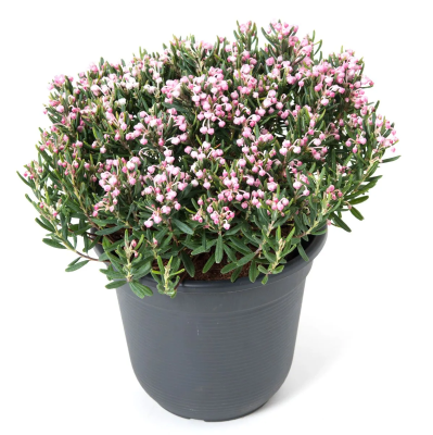 Андромеда многолистная, Гор13, Выс25 в интернет гипермаркете «Планета Лета». Фото