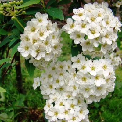 Спирея Вангутта 7Ц в интернет гипермаркете «Планета Лета». Фото