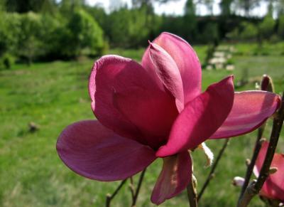 Магнолия Aphrodite, Гор38, Выс150 в интернет гипермаркете «Планета Лета». Фото