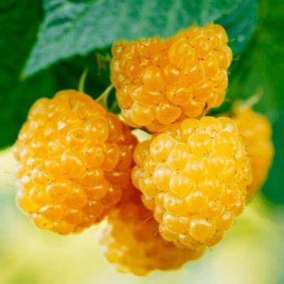 Малина желтоплодная Золотые Купола в коробке Кут в интернет гипермаркете «Планета Лета». Фото