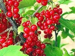 Смородина декоративнаяя в коробке Кут в интернет гипермаркете «Планета Лета». Фото