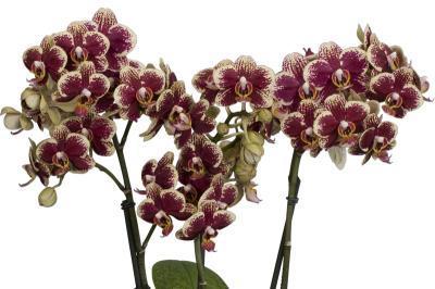 Фаленопсис 2 pp Ksenia, Гор12, Выс65 в интернет гипермаркете «Планета Лета». Фото
